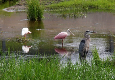 [All three birds stand in the water. The ibis is fluffing its back feathers. The roseate spoonbill stands on one foot. The great blue heron is closer to the camera.]